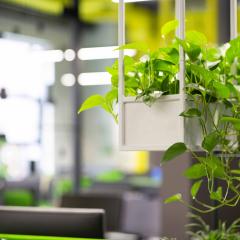 Office space with a plant